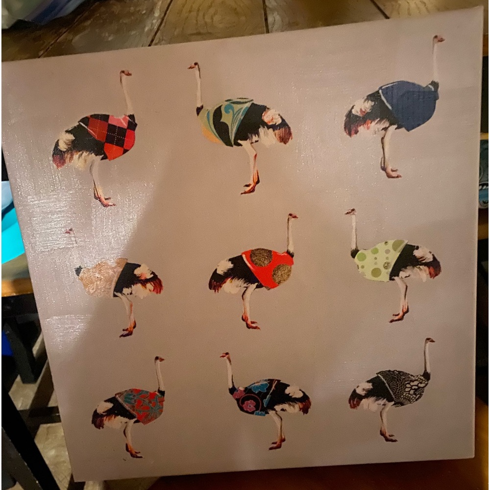 Ostrich picture